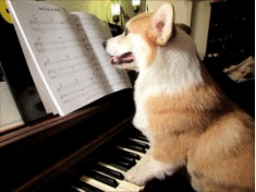 Dog with piano - animation